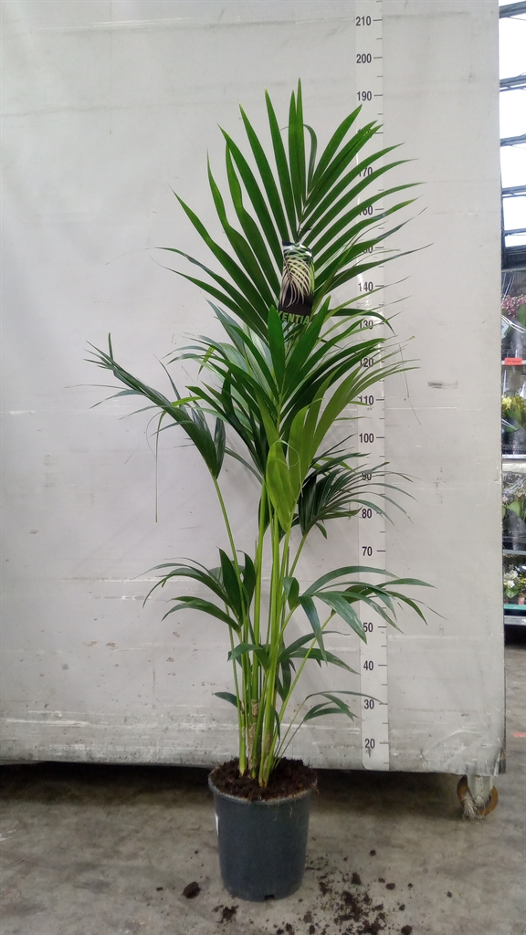 Howea Forsteriana 24Ø 140cm