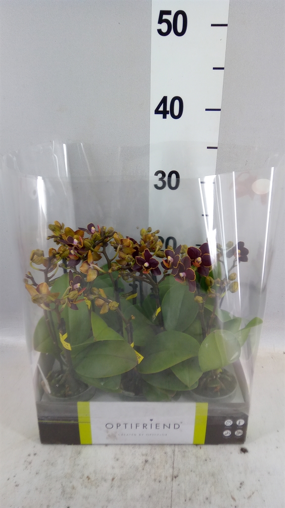 Phal Mf Ov 7Ø 25cm