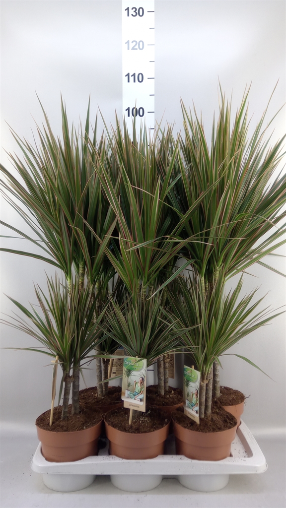 Dracaena Bicolor 17Ø 70cm