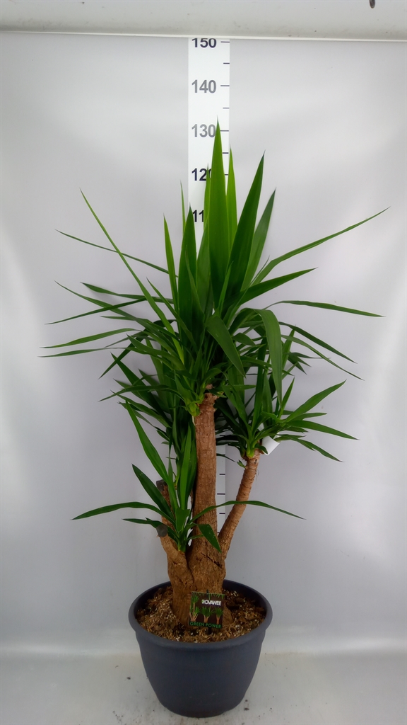 Yuc Elephantipes Ov 30Ø 120cm