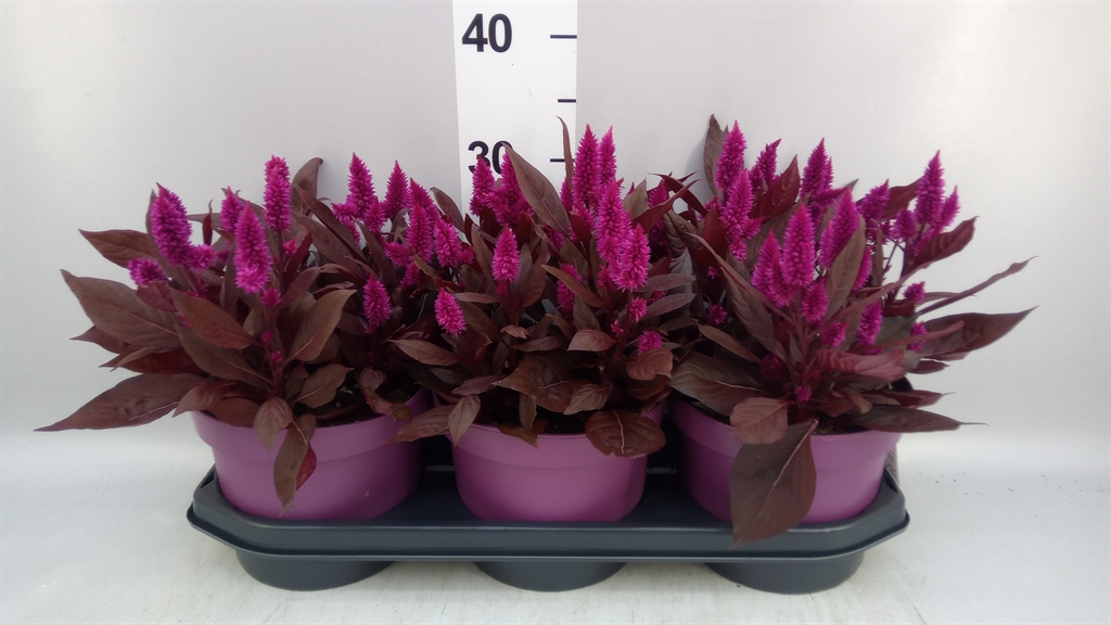 Celosia Mystic Shades 19Ø 34cm