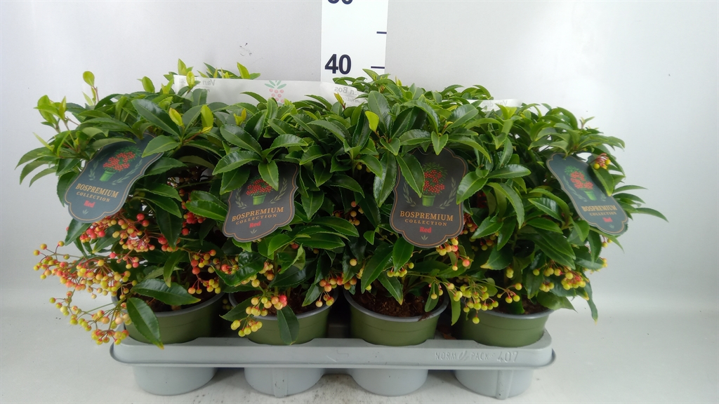 Ardisia Crenata Premium 14Ø 40cm