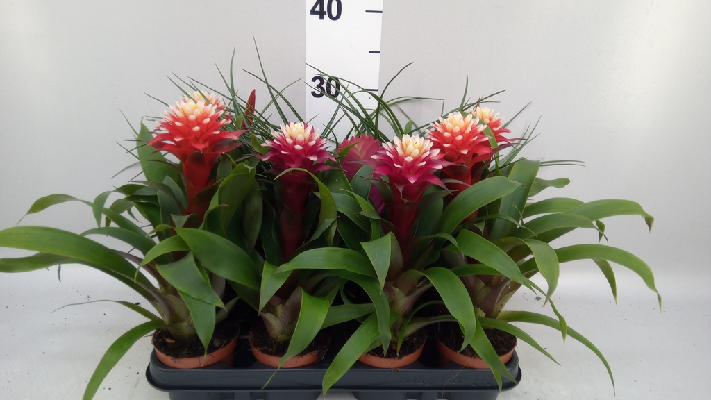 Bromelia Mix 9Ø 35cm