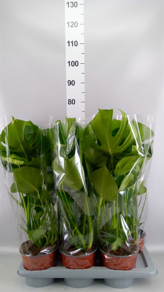 Monstera Deliciosa 17Ø 65cm