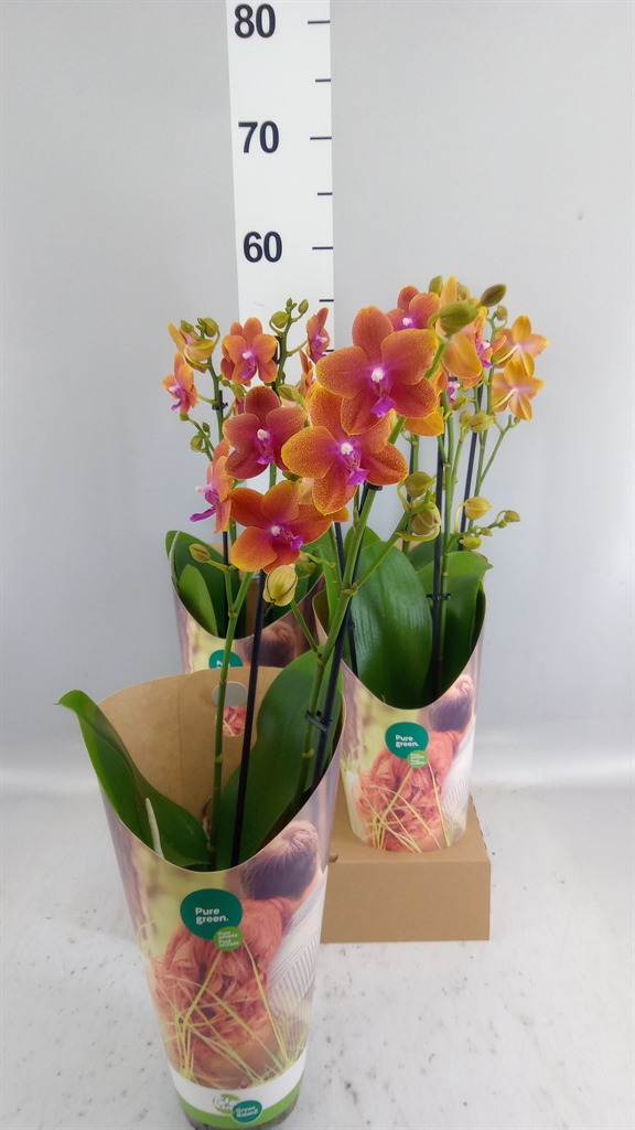 Phalaenopsis Multiflora Bolgheri 12Ø 50cm 2st