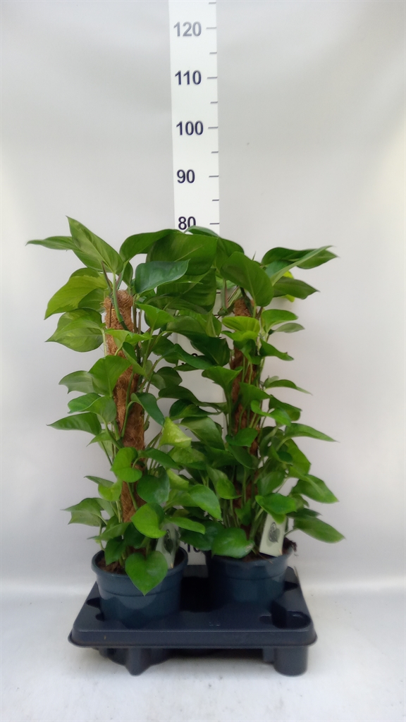 Epipr Ov 17Ø 65cm
