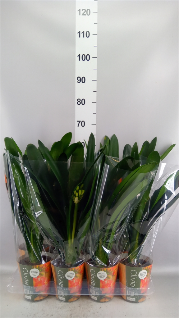 Clivia Miniata 13Ø 50cm