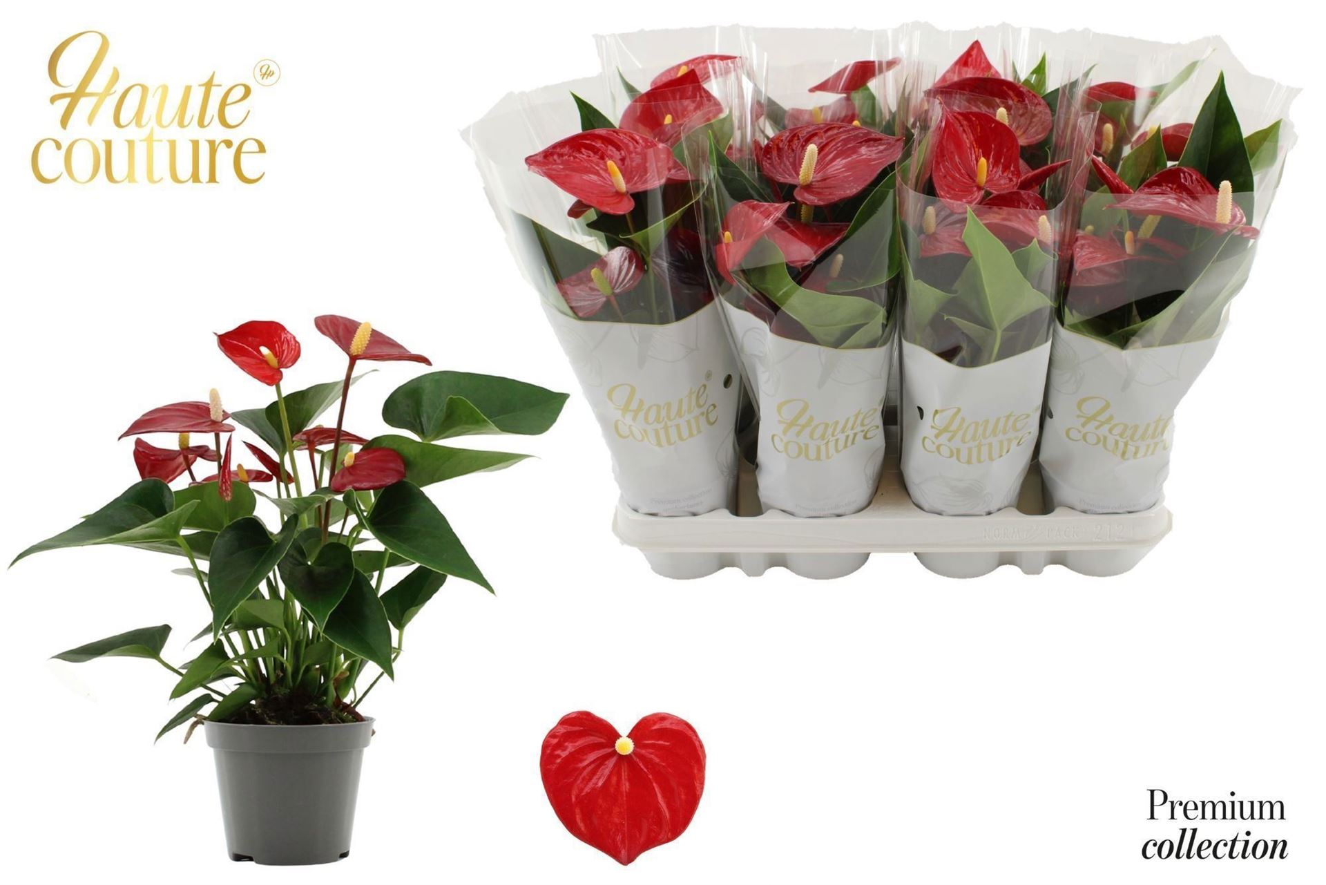 Anthurium Micra 9Ø 29cm