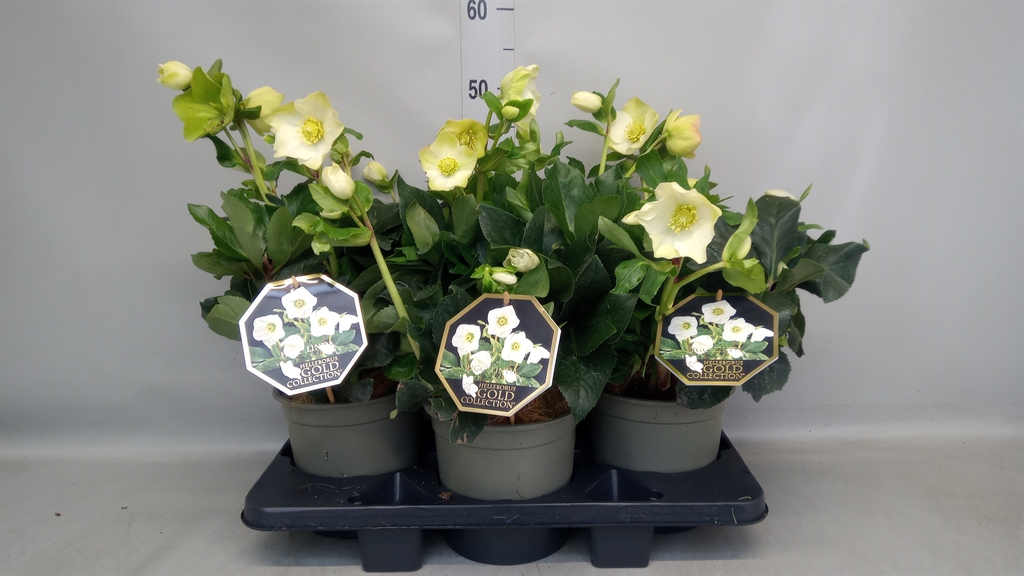 Helleborus Winter Ballet Linda 19Ø 35cm