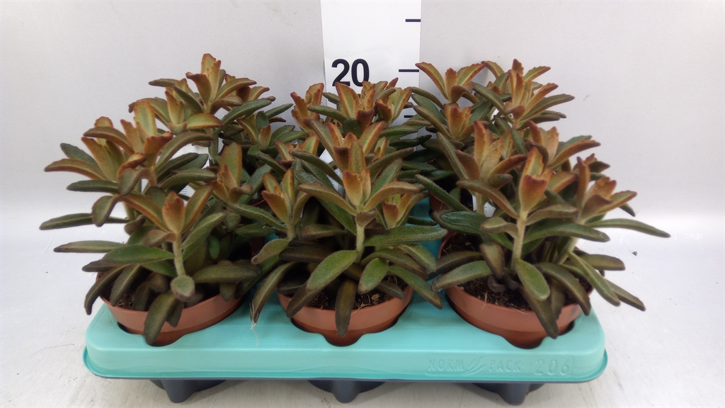 Kalanchoe Tomentosa 12Ø 18cm