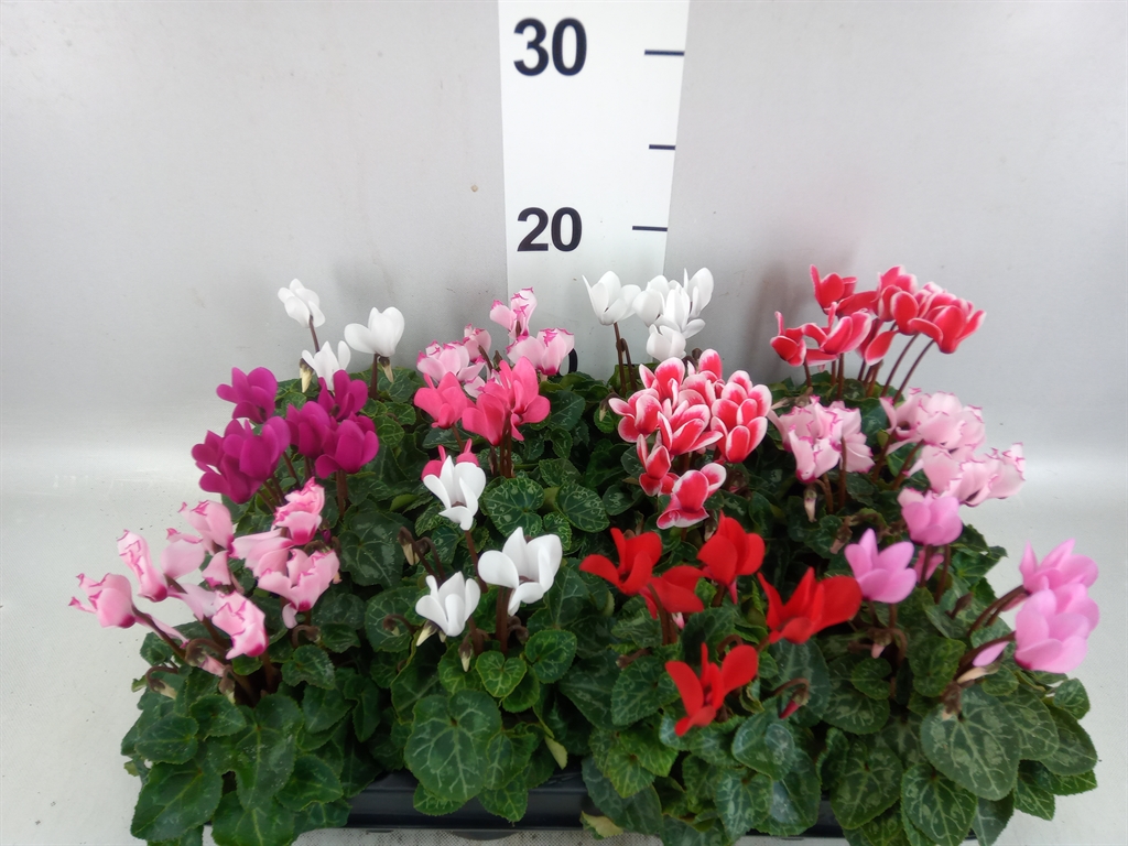Cyclamen Super Serie Verano 7Ø 17cm