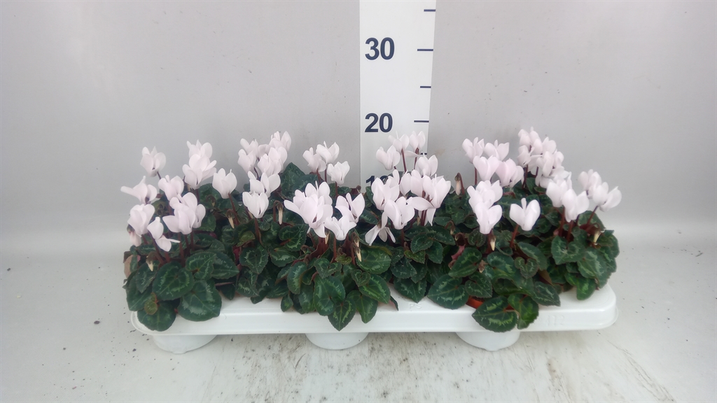 Cyclamen Midori Synchro 9Ø 17cm