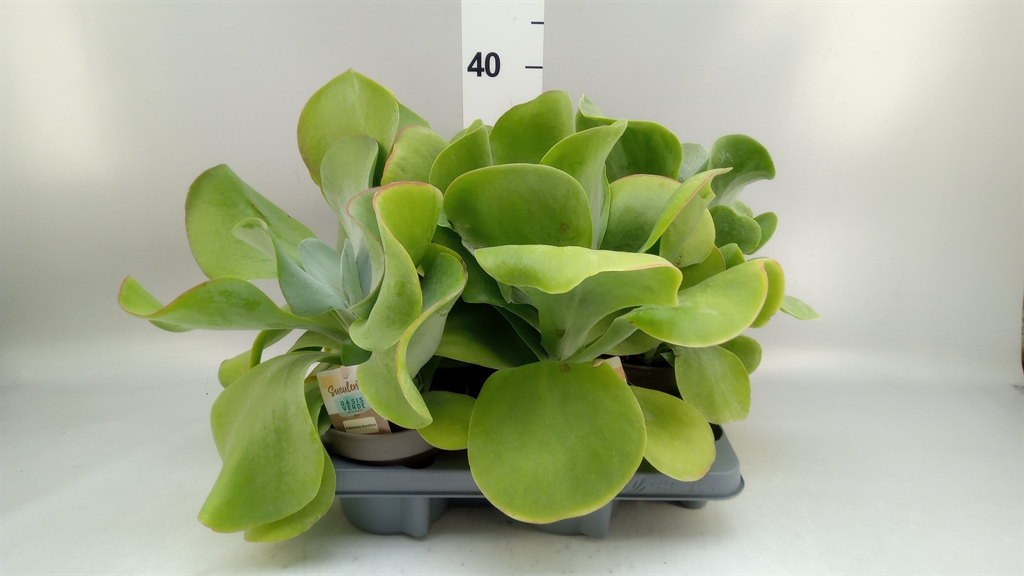 Kalanchoe Thyrsiflora 14Ø 30cm