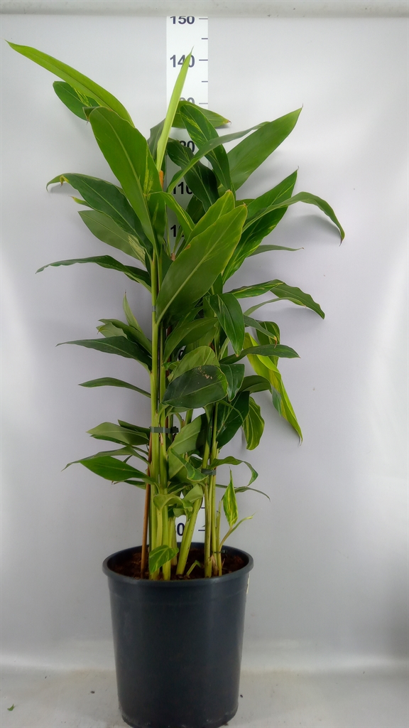 Alpinia Variagata 30Ø 130cm