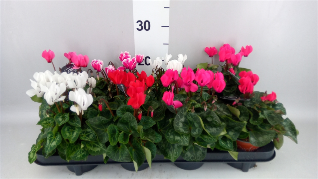 Cyclamen Mini Garden 10Ø 25cm