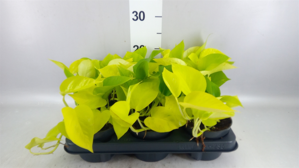 Epipermnum Golden Pothos 12Ø 25cm