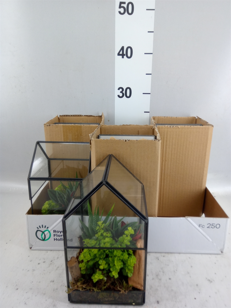 Arrangement Indoor Green 12Ø