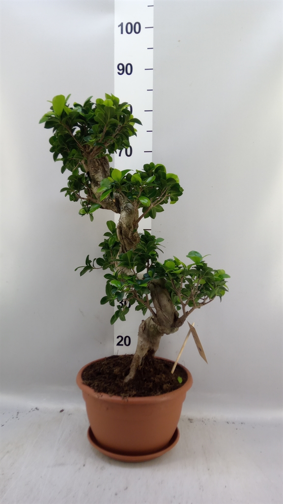Fic Mi Ginseng 27Ø 70cm