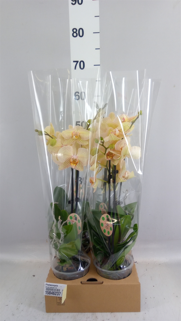 Phal Ov 12Ø 50cm