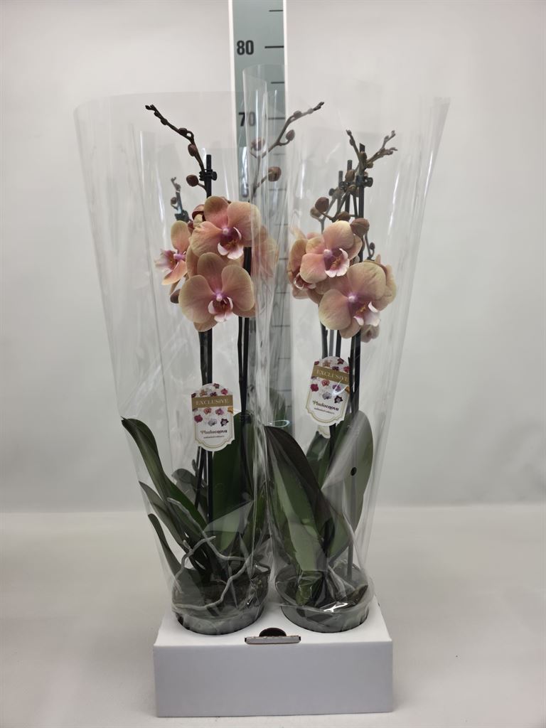 Phal Ov 12Ø 65cm
