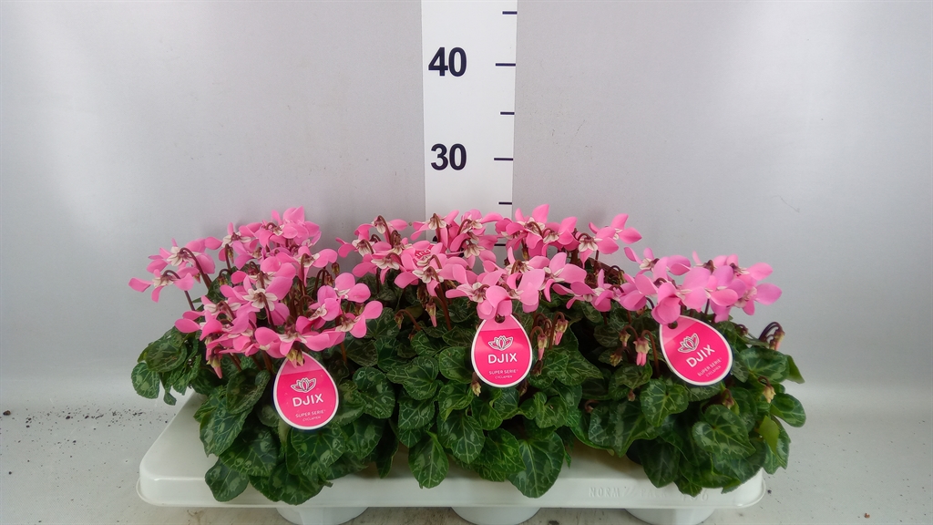 Cyclamen Super Serie Djix 12Ø 25cm