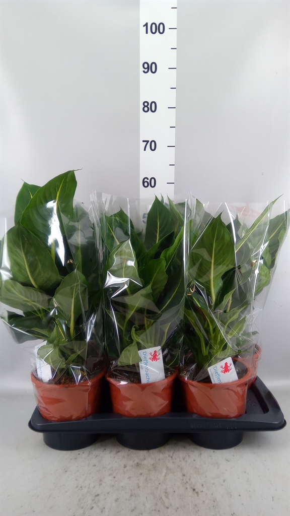 Dieffenbachia Green Magic 17Ø 55cm