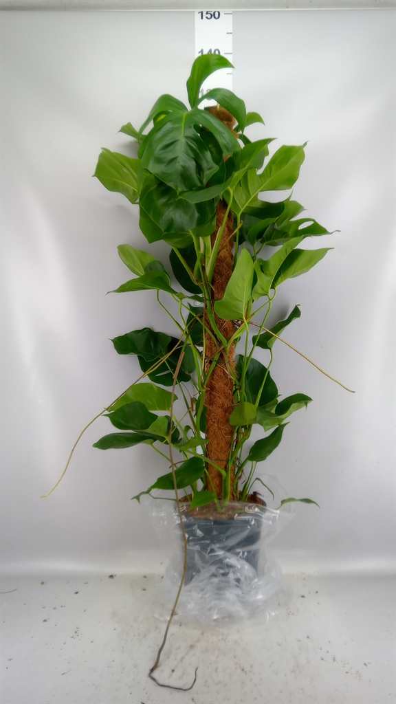 Monstera Pertusum 24Ø 115cm