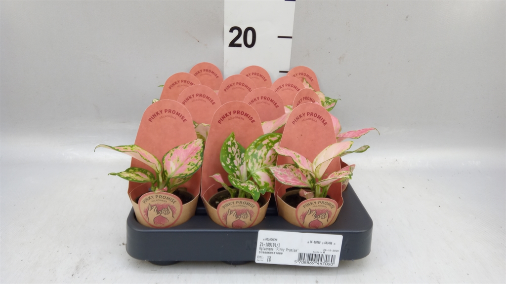 Aglao Overig 6Ø 20cm