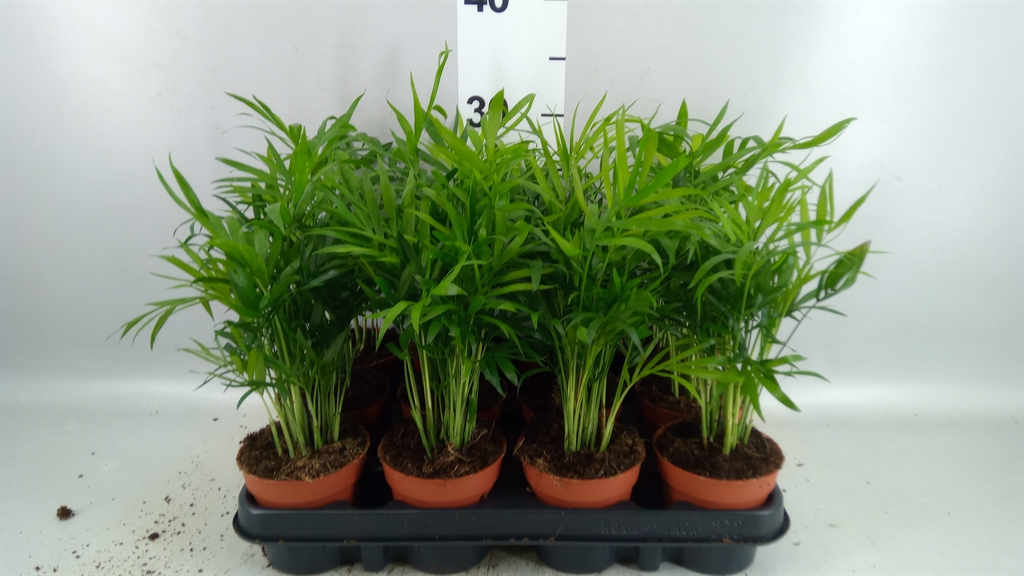 Chamaedorea Elegans 9Ø 30cm