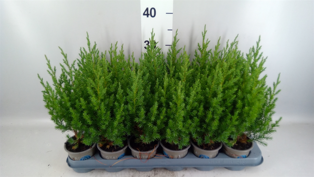 Jun Chin Stricta 9Ø 25cm