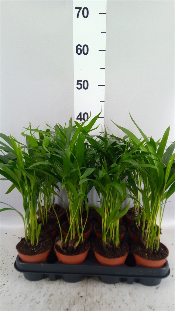 Dypsis Lutescens 9Ø 35cm