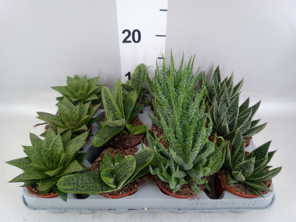 Aloe Mix 8Ø 12cm