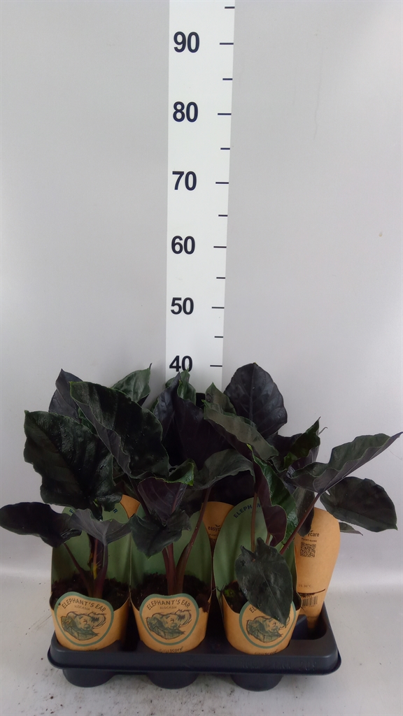 Alocasia Antoro Velvet 11Ø 40cm