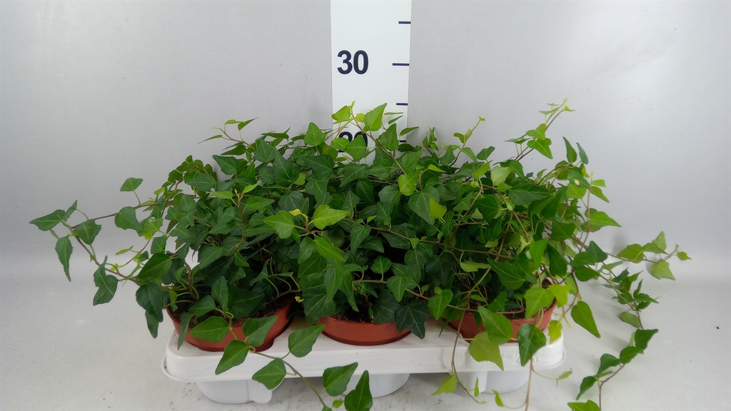 Hedera Helix Lady Kay 13Ø 30cm