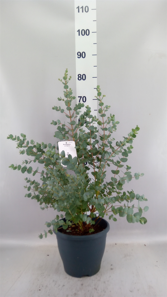 Eucalyptus Urnigera 23Ø 65cm