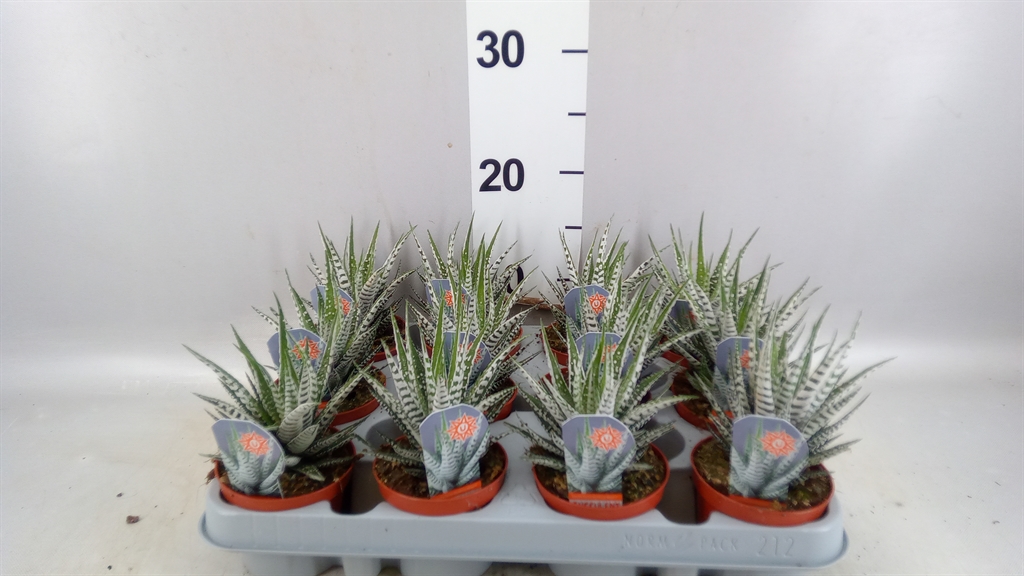 Haworthia Alba 8Ø 14cm