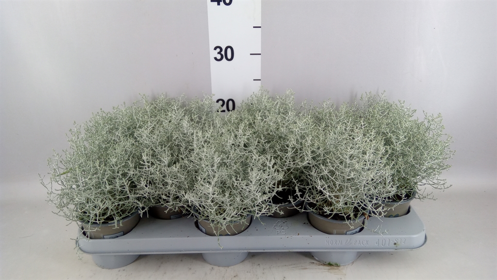 Leucophyta Brownii 11Ø 20cm