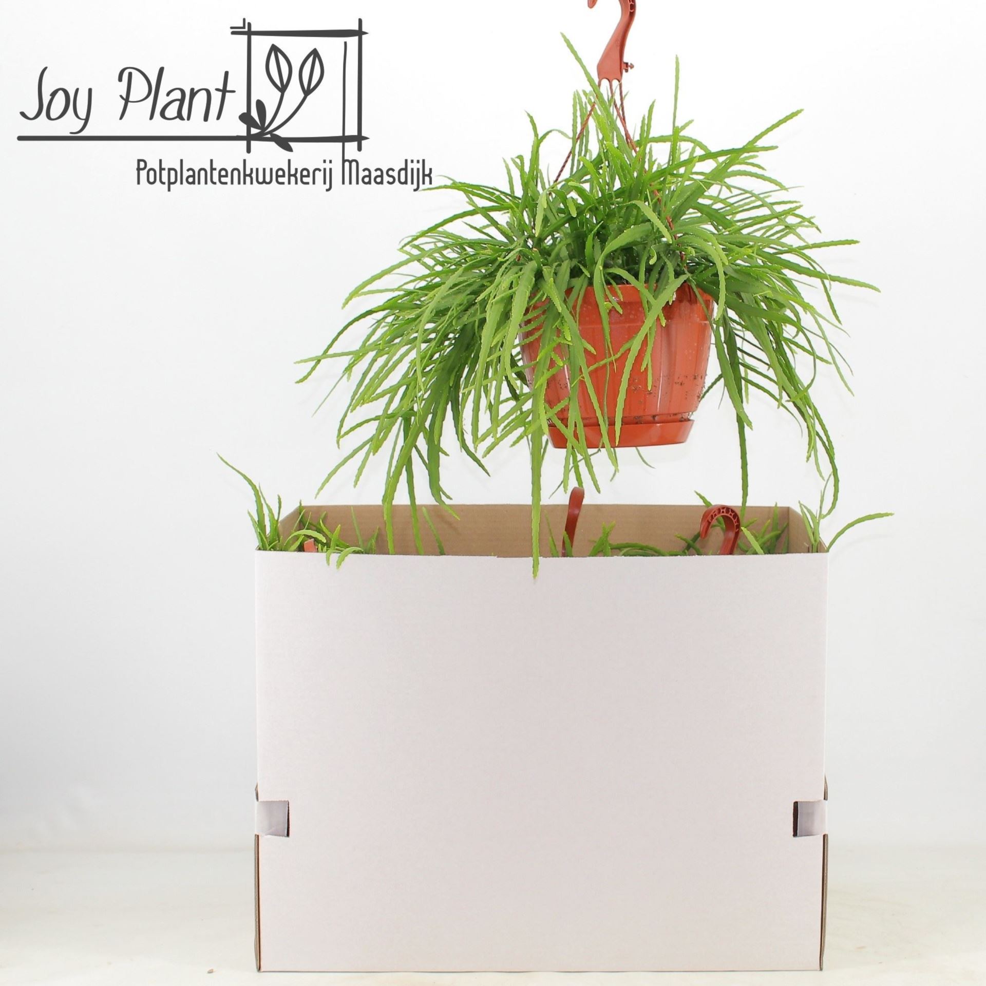 Lepismium Bolivianum 21Ø 40cm