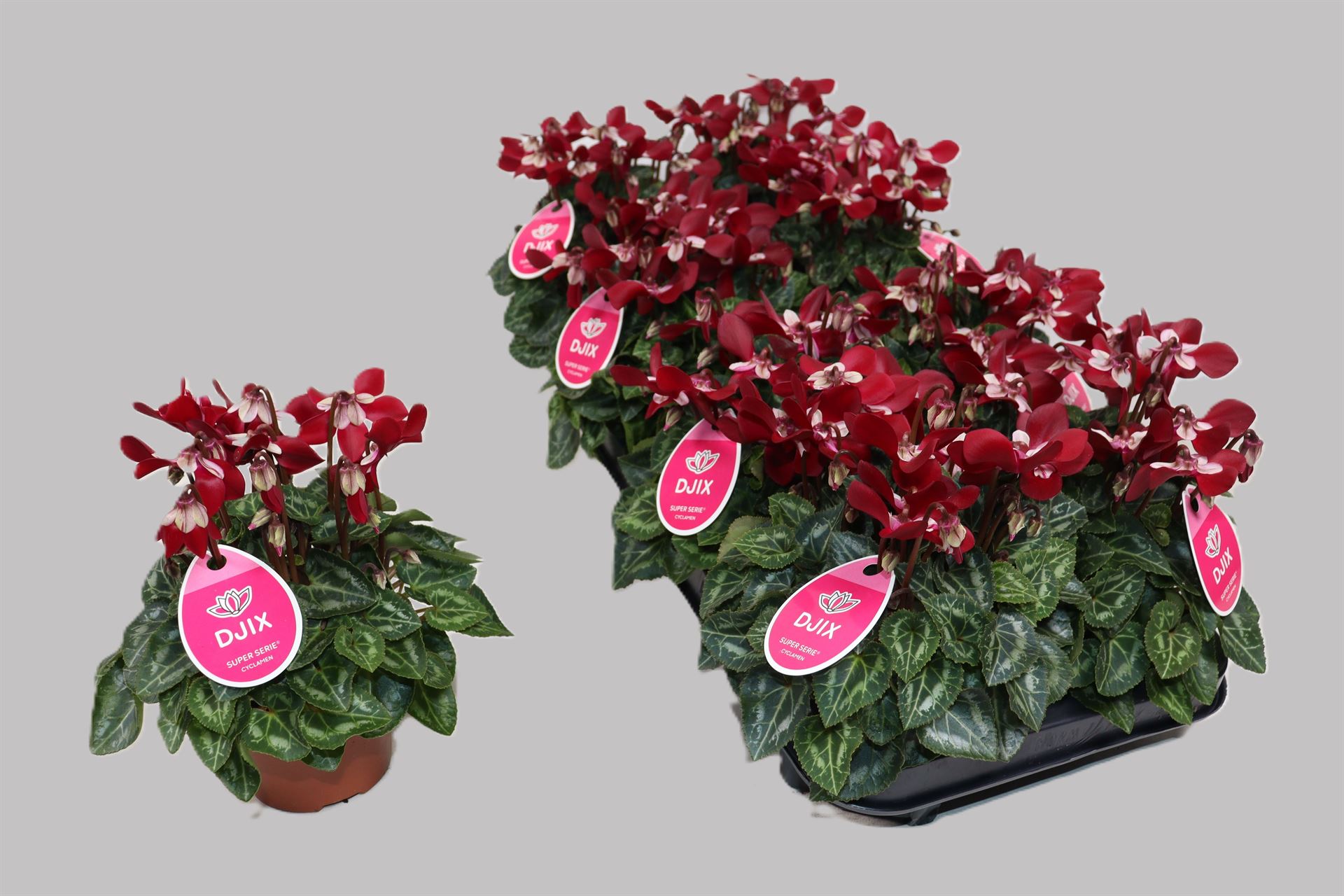Cyclamen Super Serie Djix 10Ø 23cm