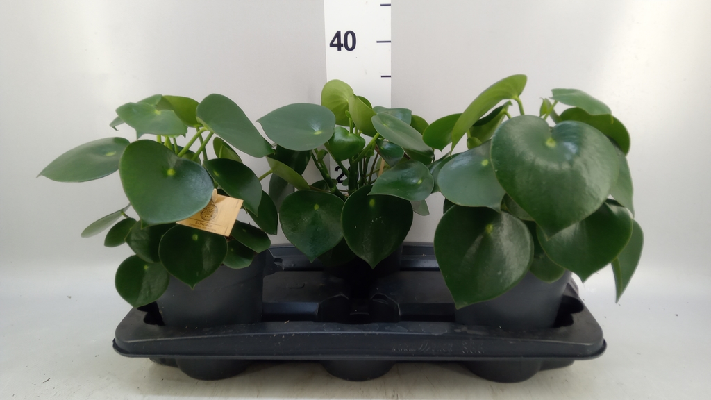 Peperomia Polybotrya Raindrop 15Ø 25cm