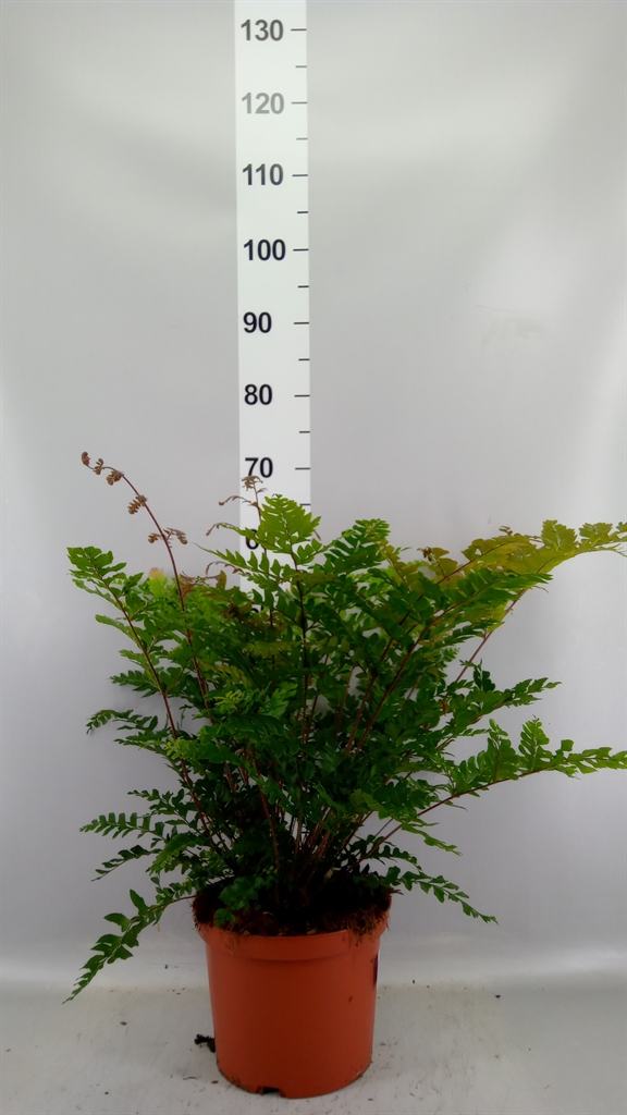 Didymochlaena Truncatula 24Ø 65cm