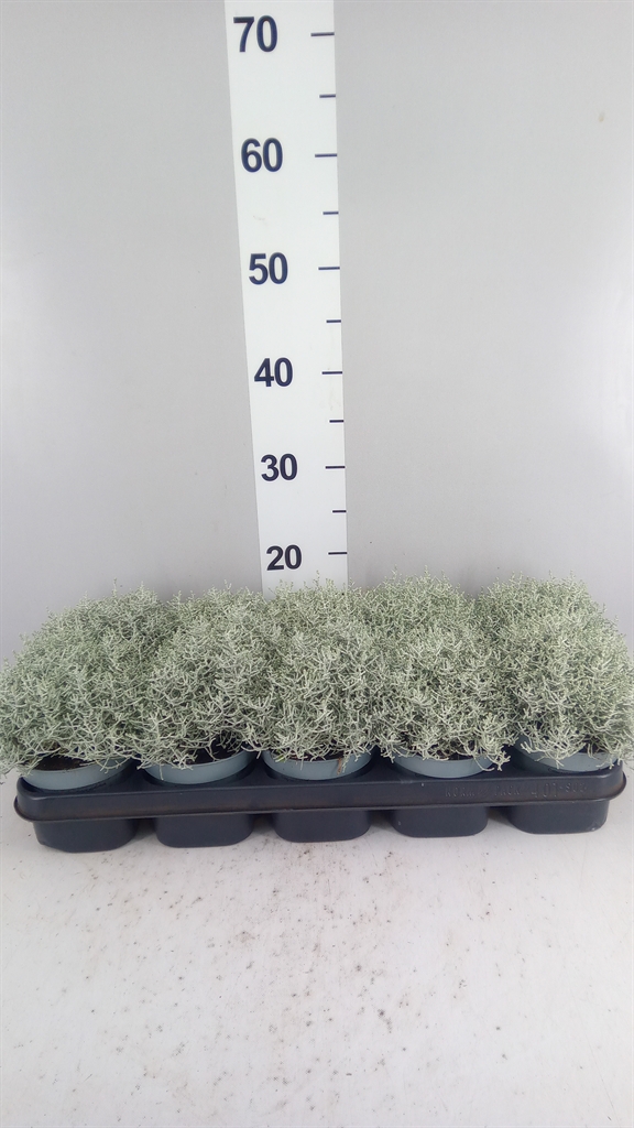 Leucophyta Brownii 12Ø 20cm