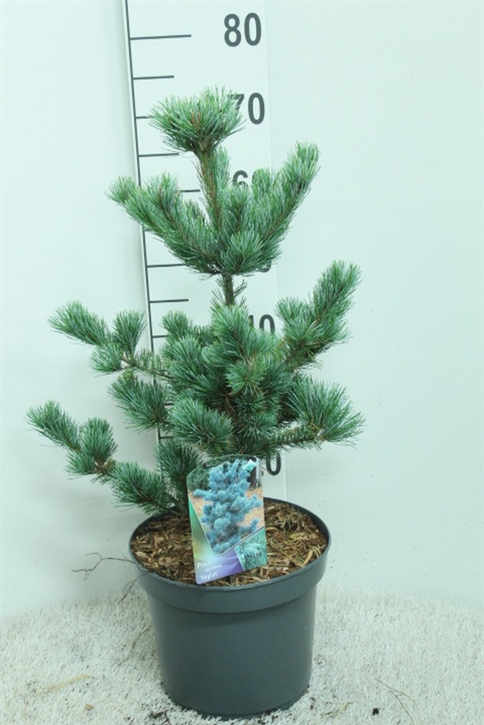 Pinu Pa Negishi 26Ø 65cm