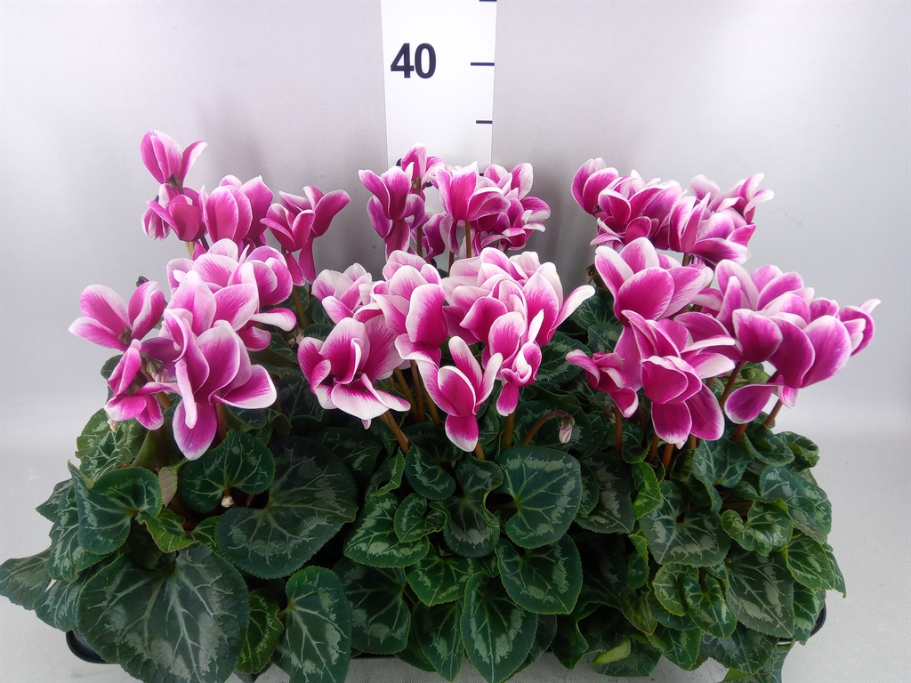 Cyclamen Halios Fantasia 13Ø 30cm