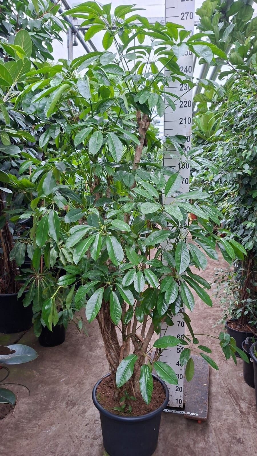 Schef Ov Amate 50Ø 260cm