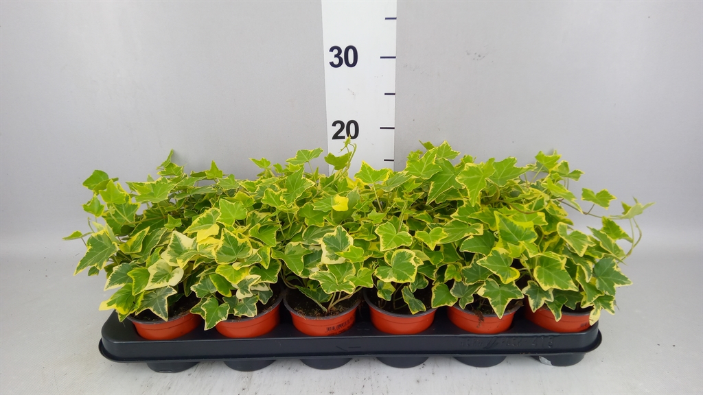Hedera Helix Goldchild 9Ø 15cm