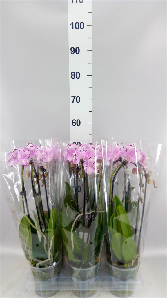 Phalaenopsis Cascade 12Ø 45cm 2st