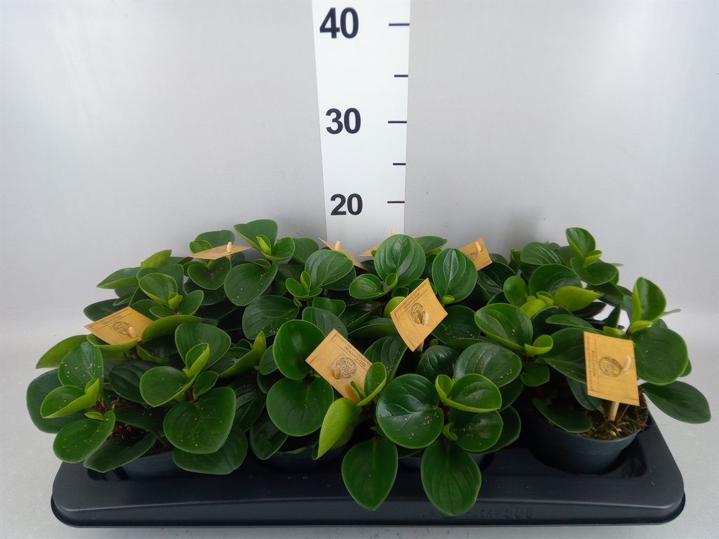 Peperomia Obtusifolia Red Canyon 12Ø 20cm