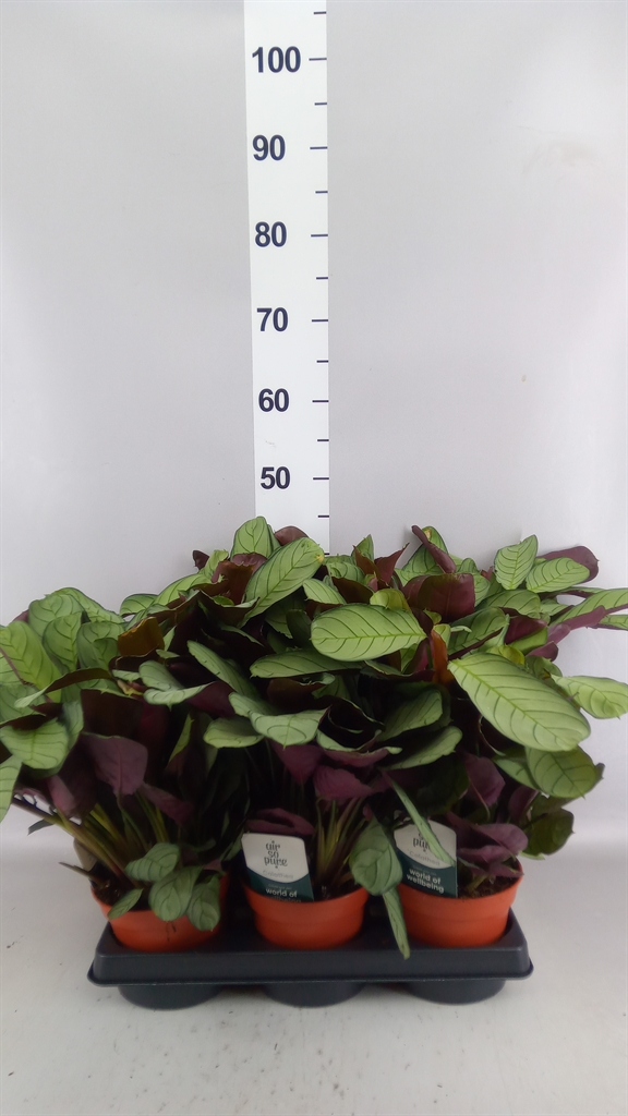 Ctenanthe Amagris 14Ø 35cm