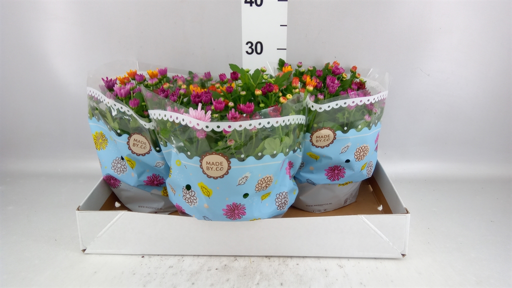 Chrysanth Mount Aubisque Mix 23Ø 27cm